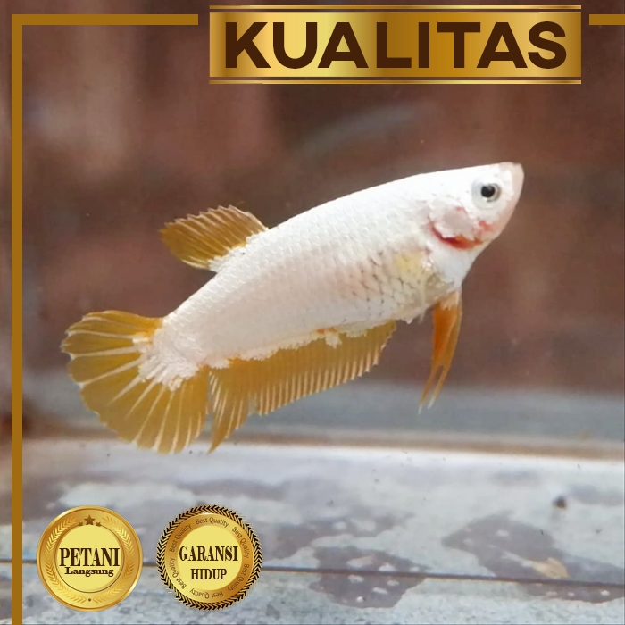 Cupang Betina Yellow Dragon Ikan Hias Aquascape Hiasan Aquarium Tanaman