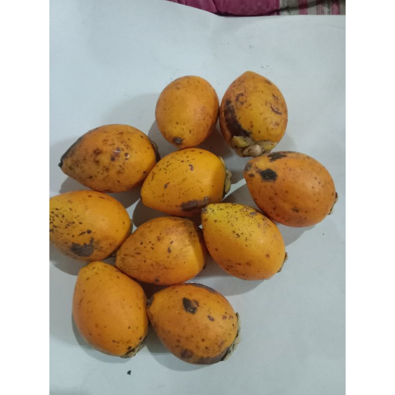 

BUAH PINANG JAMBE KUNING HERBAL LANGKA 1 PCS