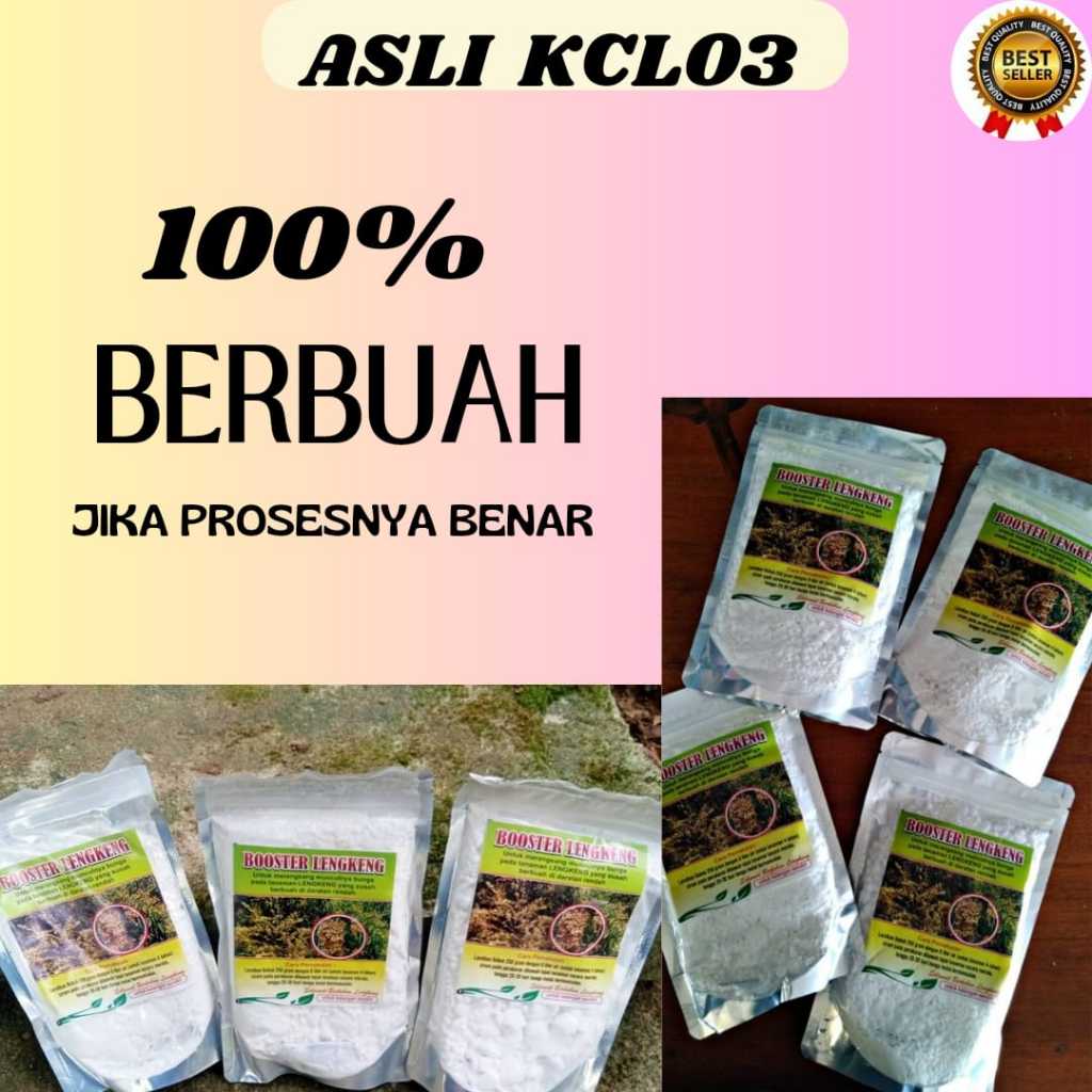 PROMO  Booster Kelengkeng Merah Cangkok Berbuah