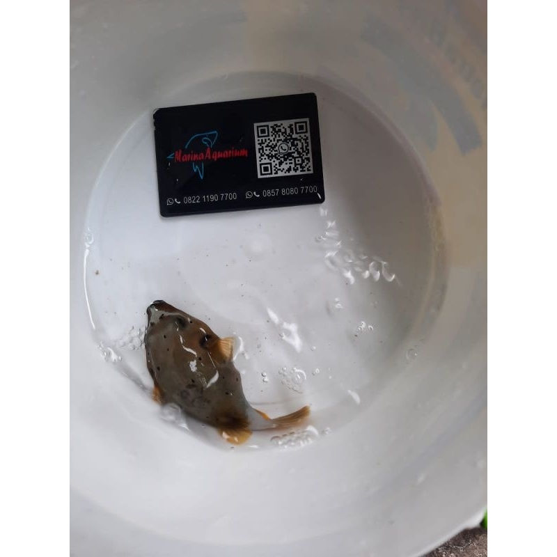 Ikan Hias Laut Buntel Babi