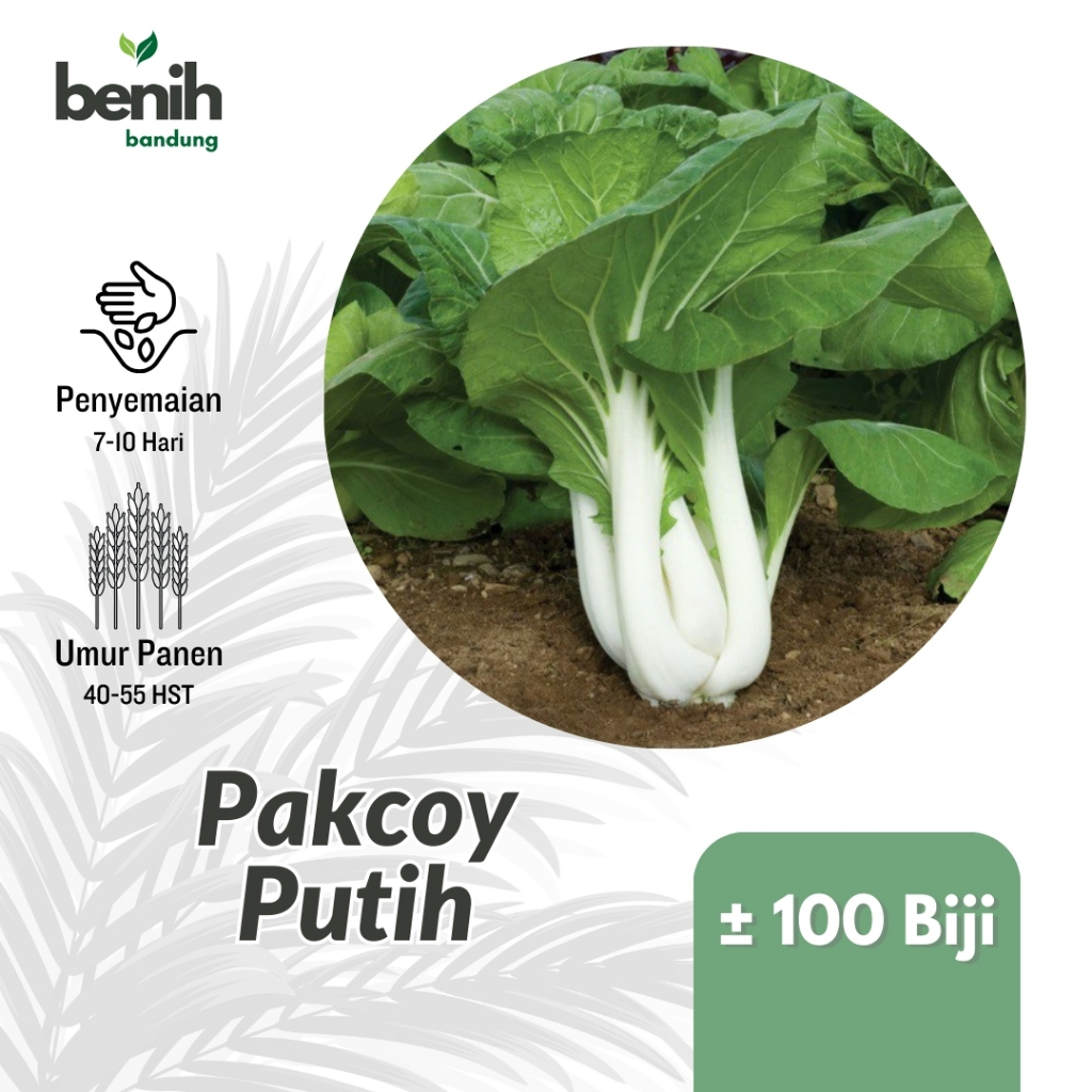 100 Benih Sawi Pakcoy Batang Putih Bibit Bok Choy White