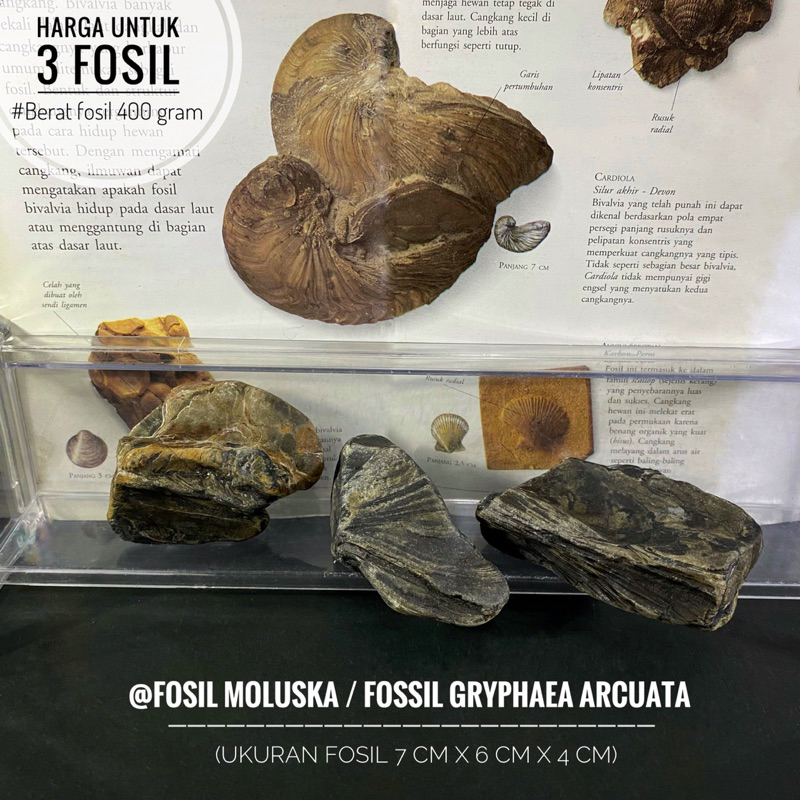 Fosil Moluska Purba C24 atau Fossil Gryphaea Arcuata atau Fosil Molusca atau Fosil Temuan