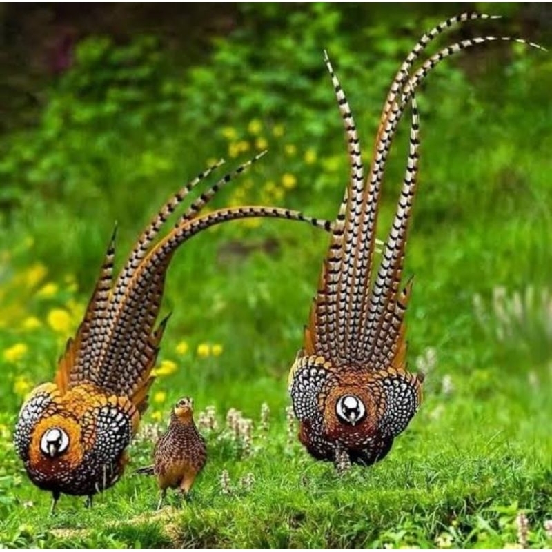 

telur ayam hias Reeves pheasant untuk di Tetaskan telur original asli