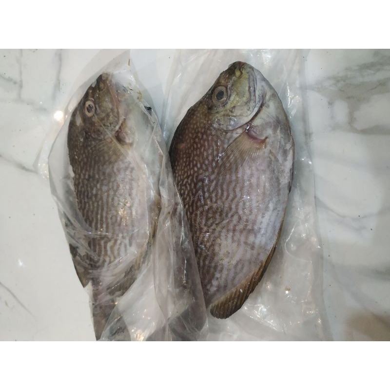 

ikan laut baronang batik 1kg