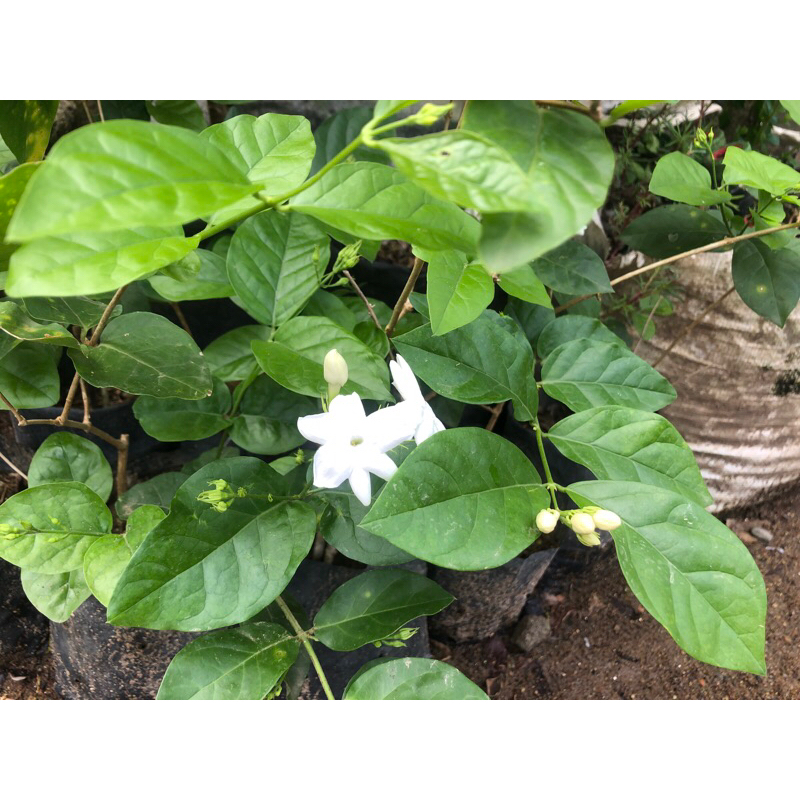 Bunga Melati Hidup Asli / Tanaman Bunga Melati Wangi Melati Pengantin