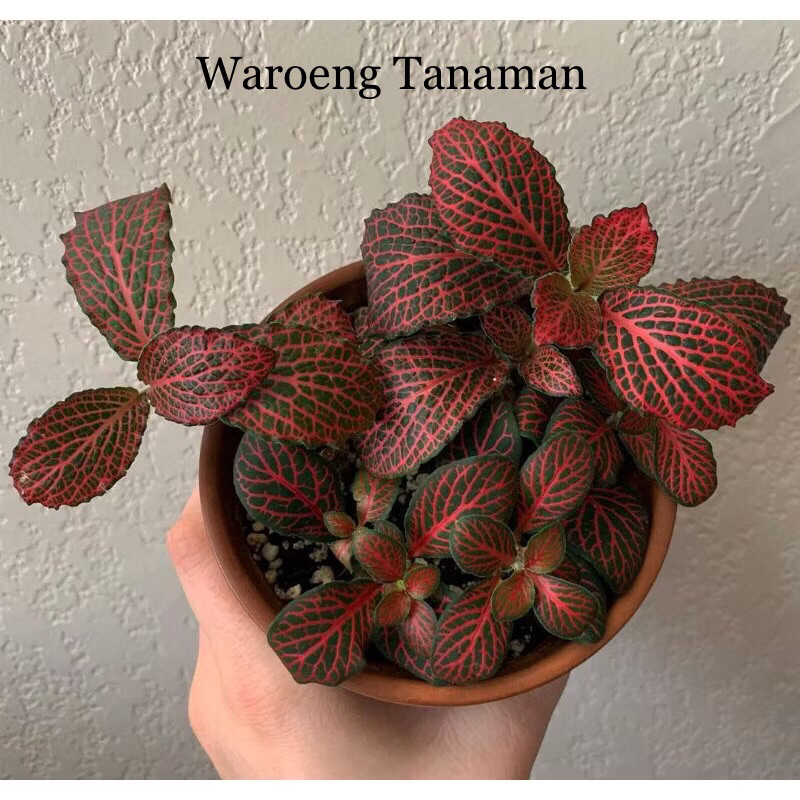 Tanaman bunga Fittonia merah / Fittonia red vein
