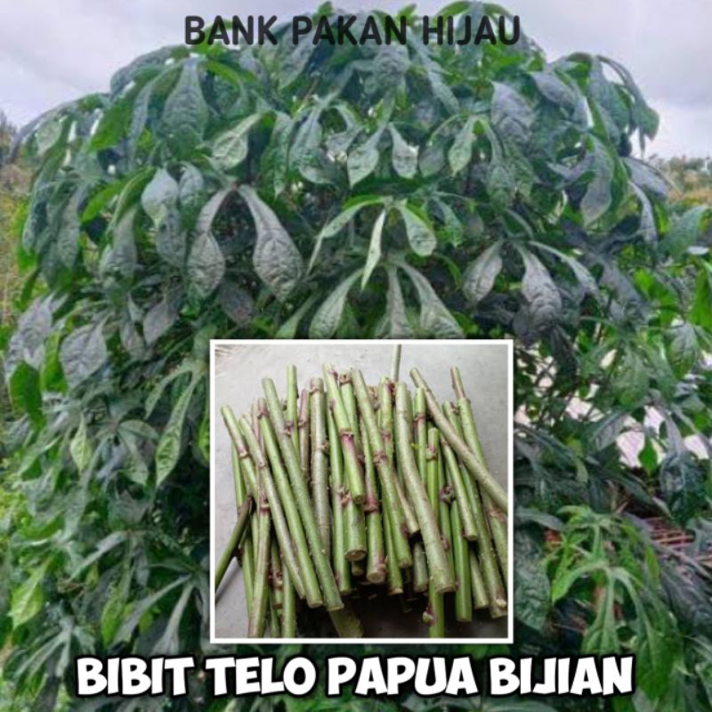 Bibit Singkong / Telo Papua Berkualitas Harga Bijian