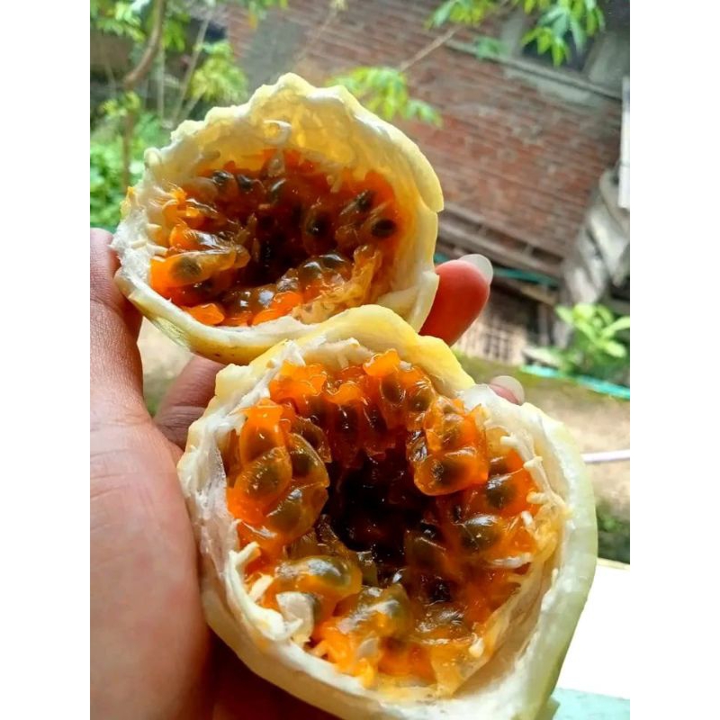 

buah markisa segar buat jus 500g