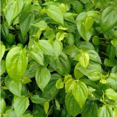 

Daun Sirih Fresh (Langsung Dipetik Jika Ada Pesanan)