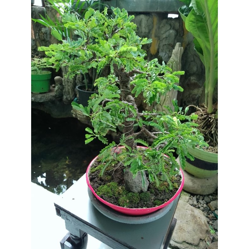 Bonsai Asem jawa