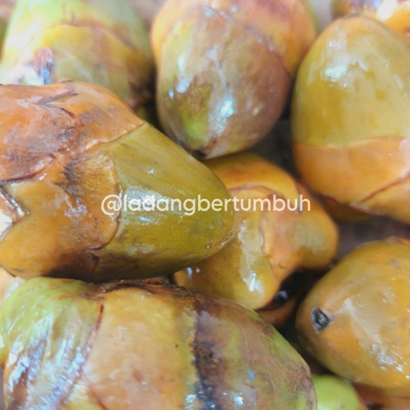 

Beluluk Kelapa/Tembuluk Kelapa/Bluluk Kelapa Kecil Segar - LADANG BERTUMBUH