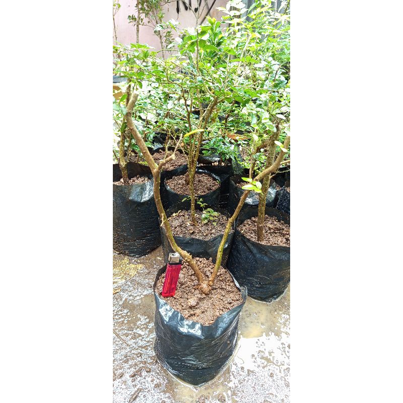 jeruk kingkit bahan bonsai dongkelan murah