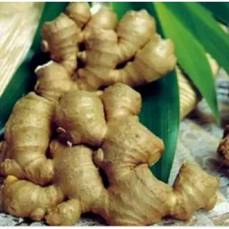 

bangle/panglay herbal alami 250 gram