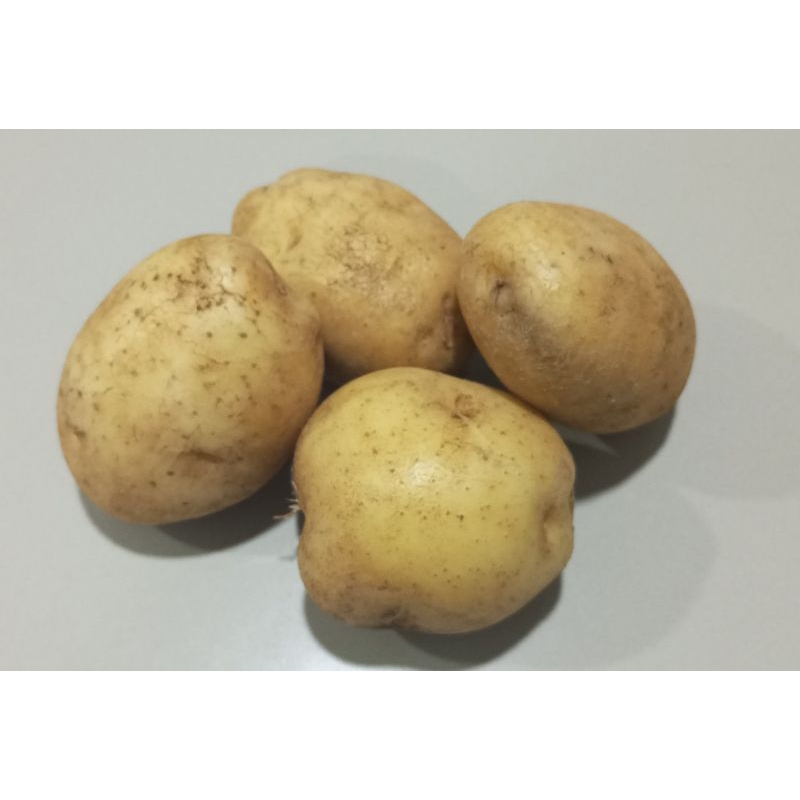 

Kentang ukuran besar harga promo isi 5-7 biji per kg