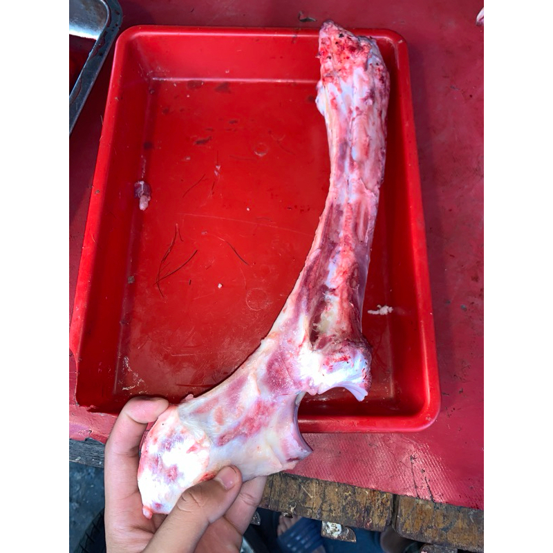 

Tulang kaki sapi Sumsum satuan