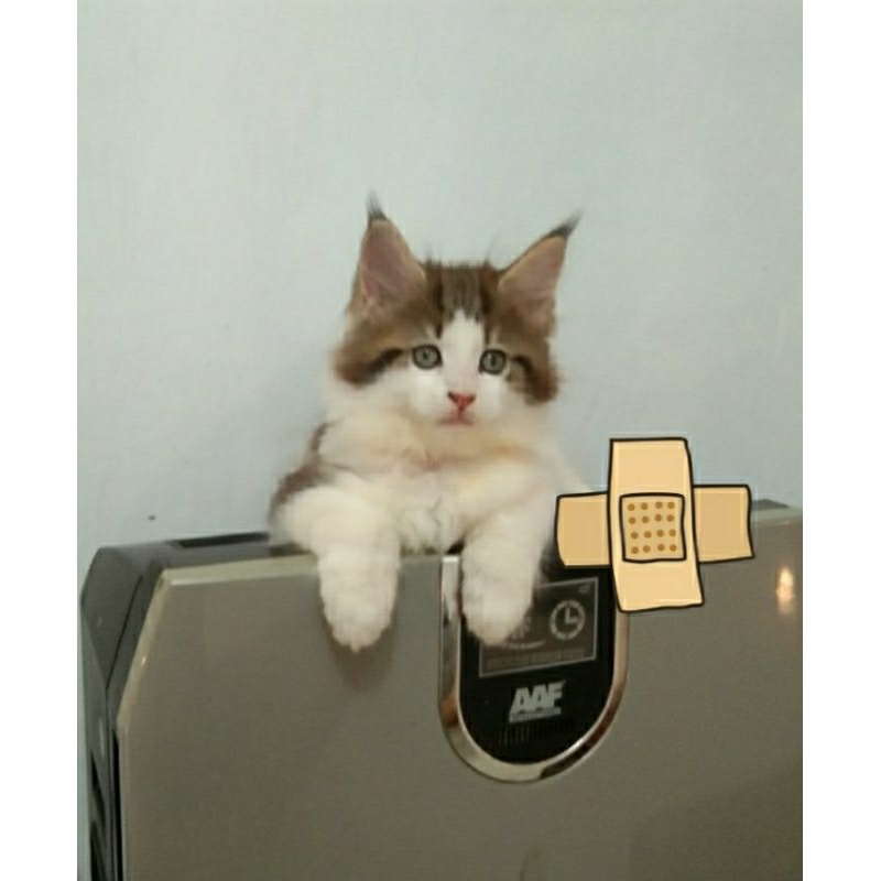 Kucing Kitten MaineCoon Jantan dan Betina. induk Ped CFA Asli Maine Coon