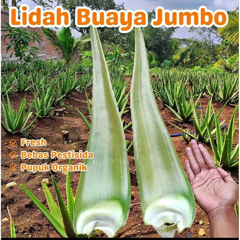 

PELEPAH LIDAH BUAYA JUMBO PONTIANAK - ALOEHERBA