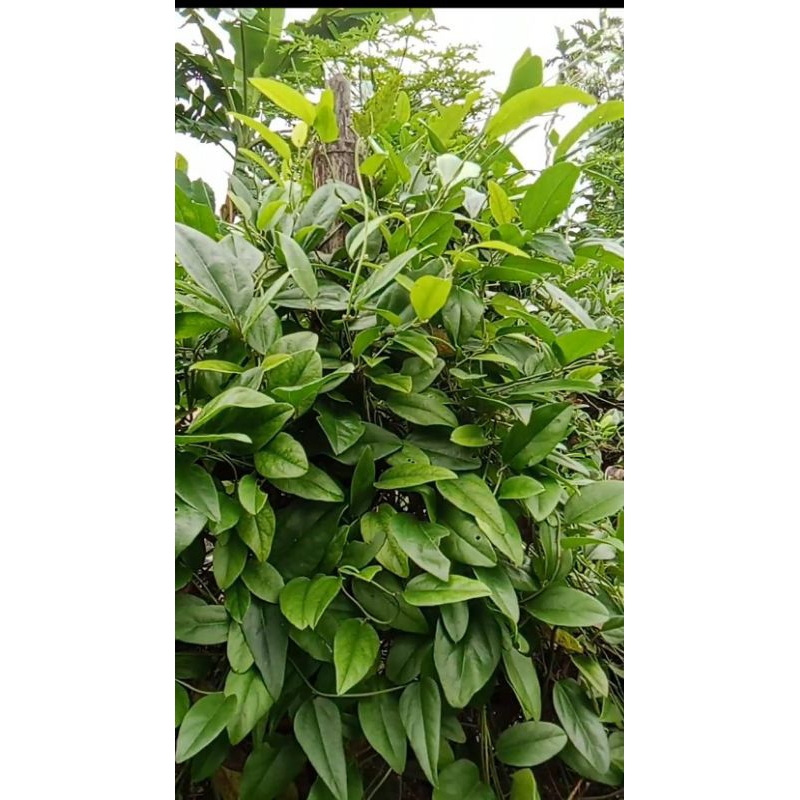 

Daun cincau jelly 50 lbr