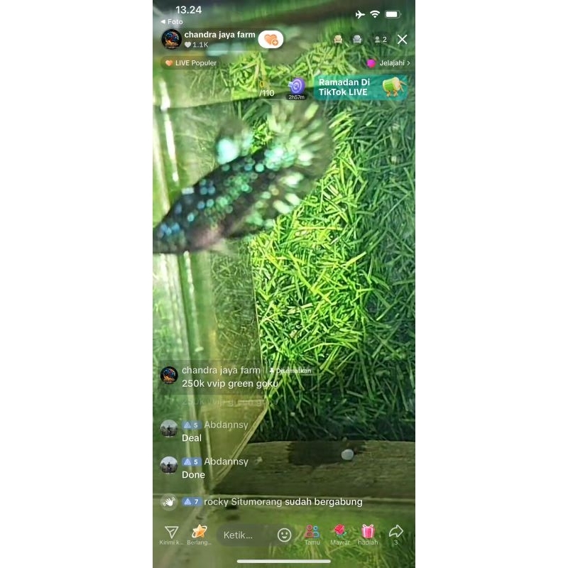 

6 ikan vvip stardust dan gliter