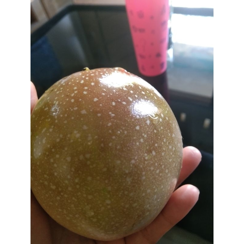 

Buah markisa ungu 1kg