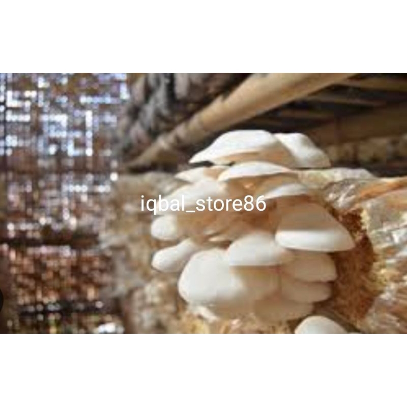 

new promo jamur sayur/jamur tiram segar fresh kemasan 250g/500g