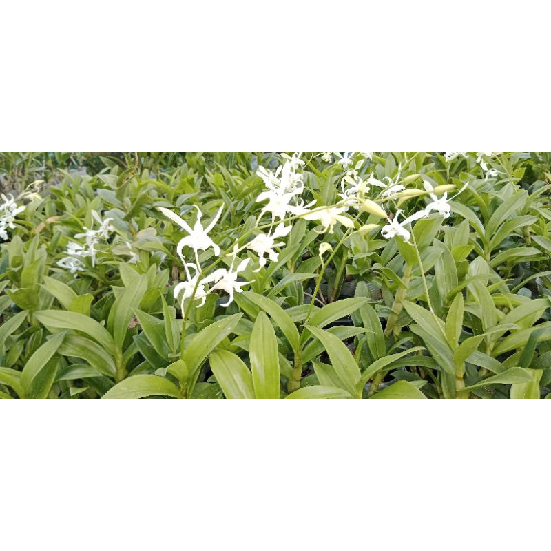 Anggrek Dendrobium Caesar White berbunga