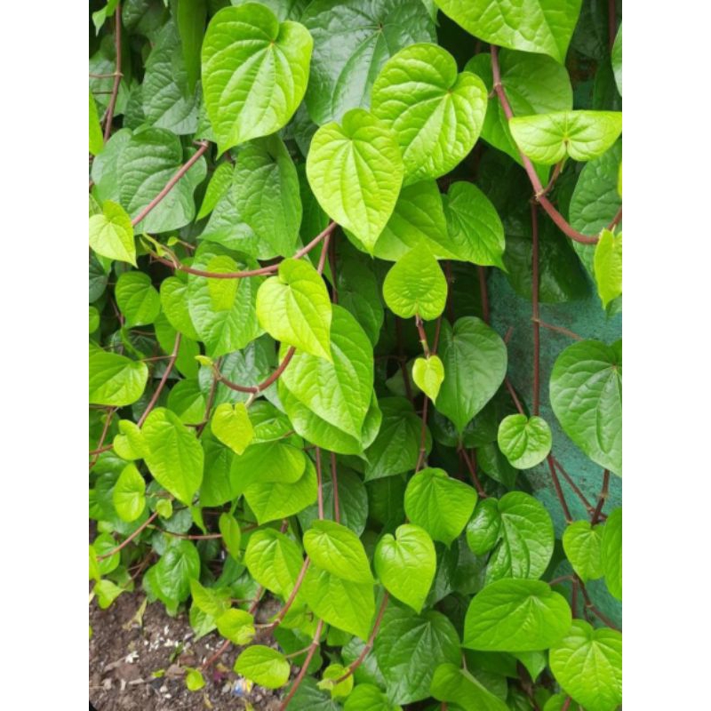 

Daun_Sirih_Baru_Petik_[Harga_perlembar]
