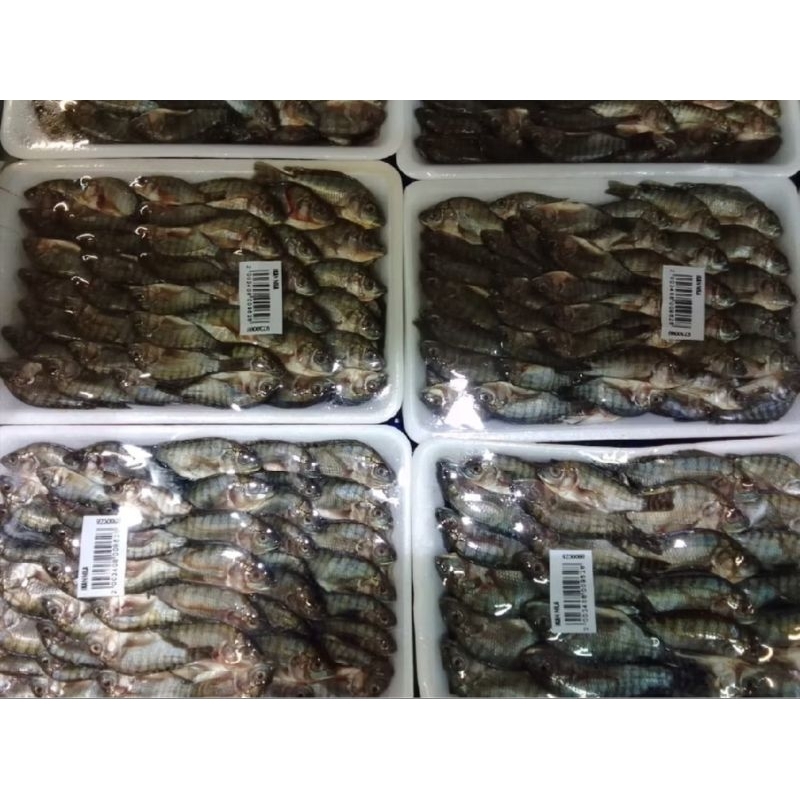 

ikan NILA beby fish 250g
