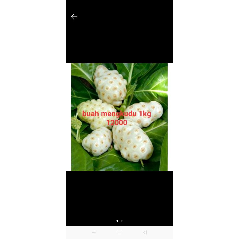 

buah mengkudu sehat segar