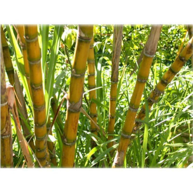 

[ KEBUN SENDIRI ] TEBU HIJAU MANIS 1KG