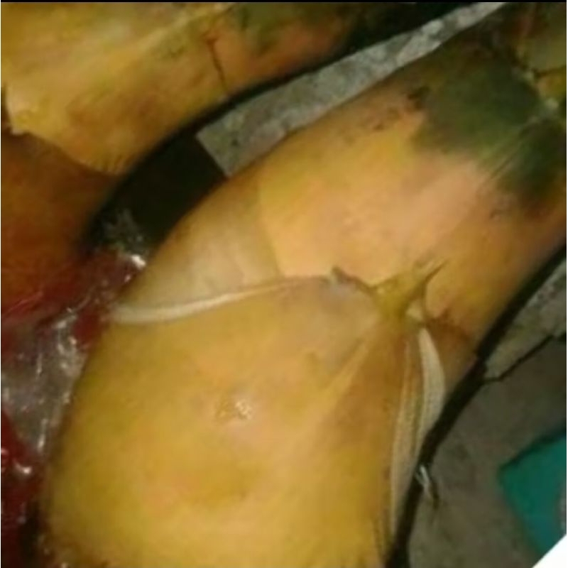 

Rebung bambu kuning untuk herbal