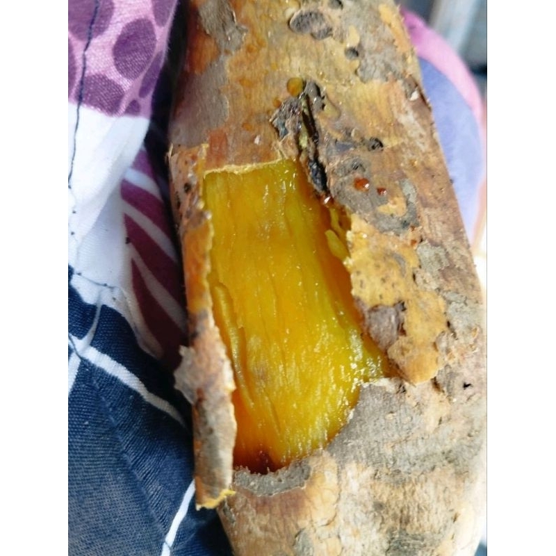 

Cilembu si madu spek BC isi 5-9