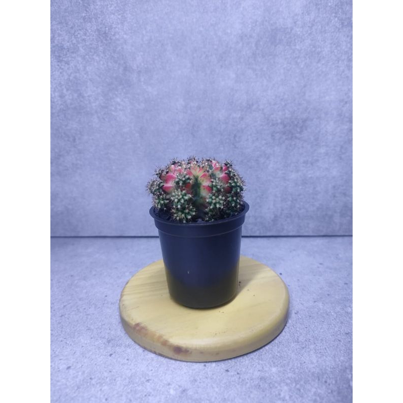 Gymno Miha Multicolour