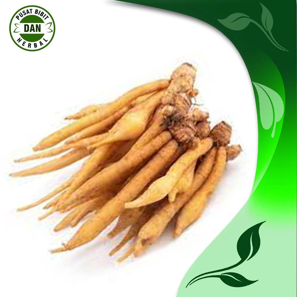 

Temu Kunci segar 500 gram obat herbal alami