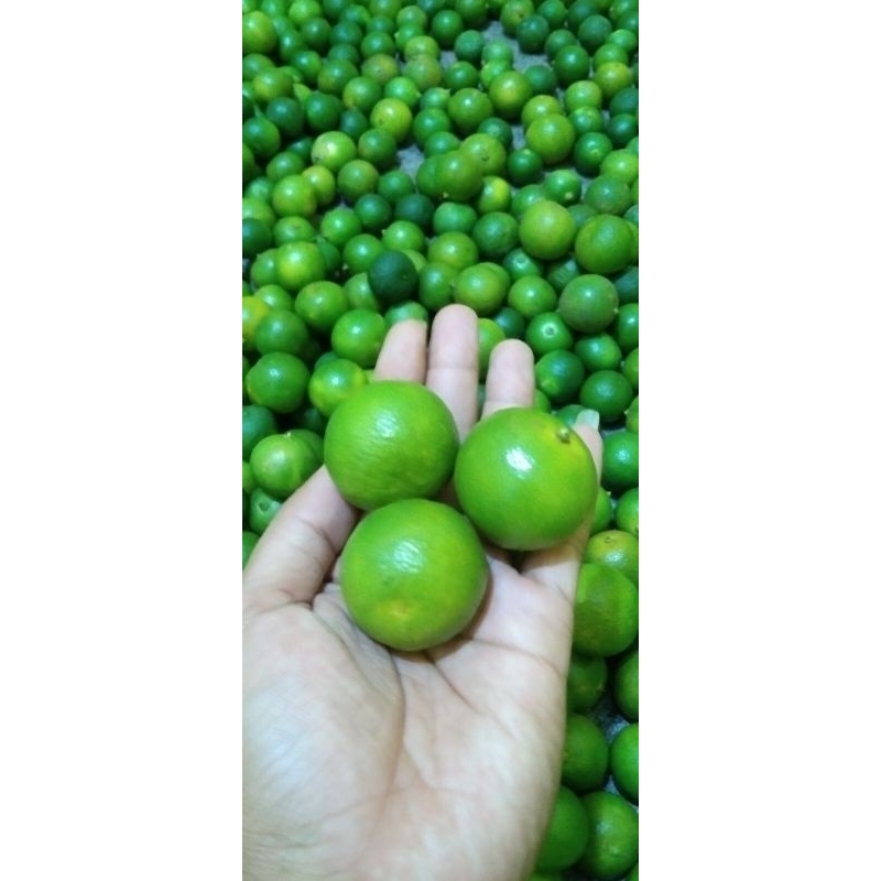 

1kg jeruk sonkit jeruk kasturi jeruk kunci fres