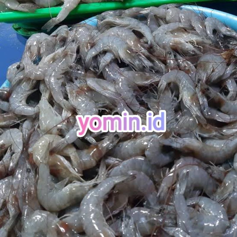 

Udang Kecil/ Halus Bukan Frozen/ Belum Kupas