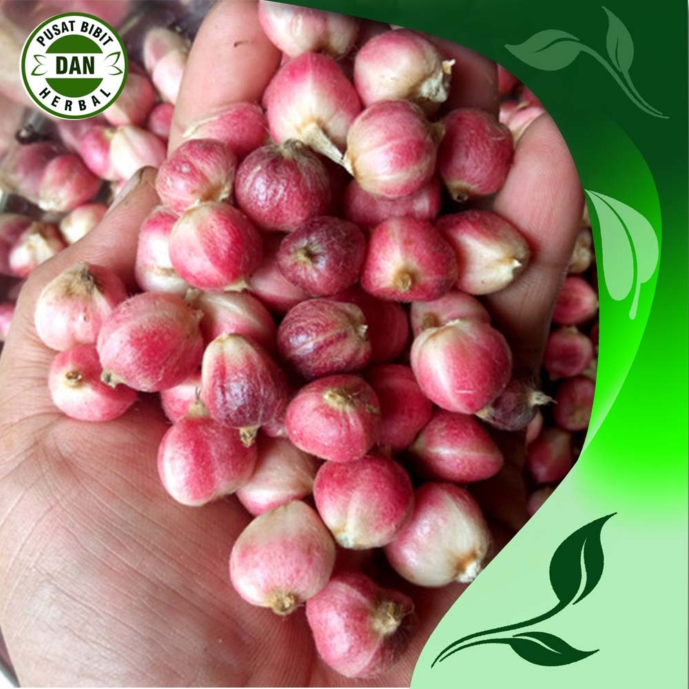 

kapulaga basah fresh 1 kg rempah rempah unggul