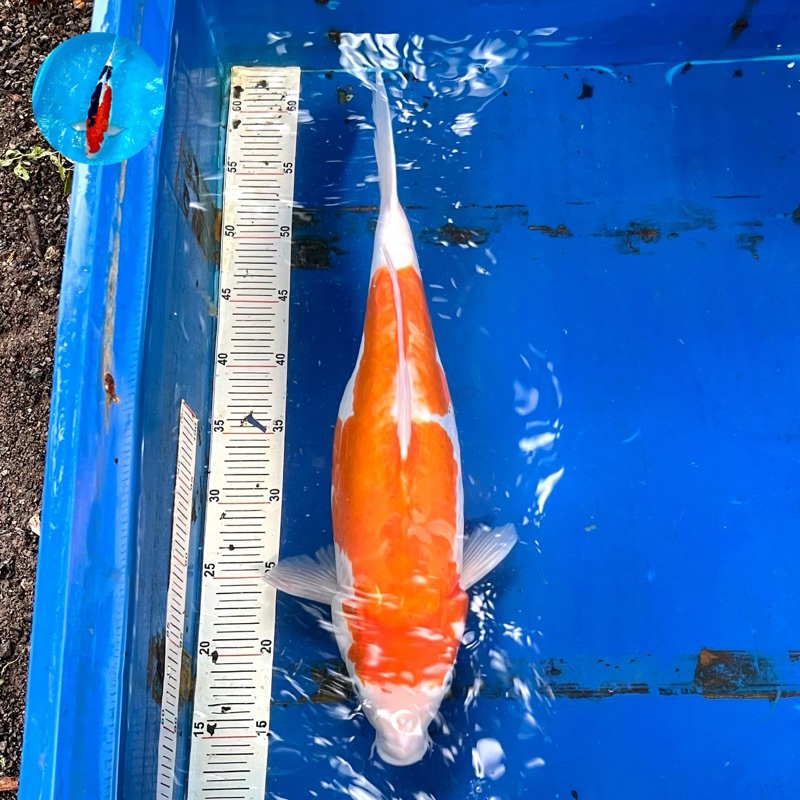 Koi Doitsu Kohaku Jumbo