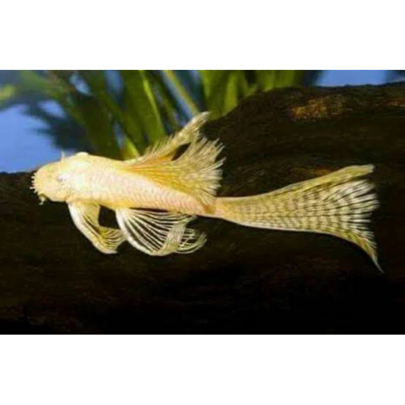 Brushmouth Albhino Slayer / Pleco L144