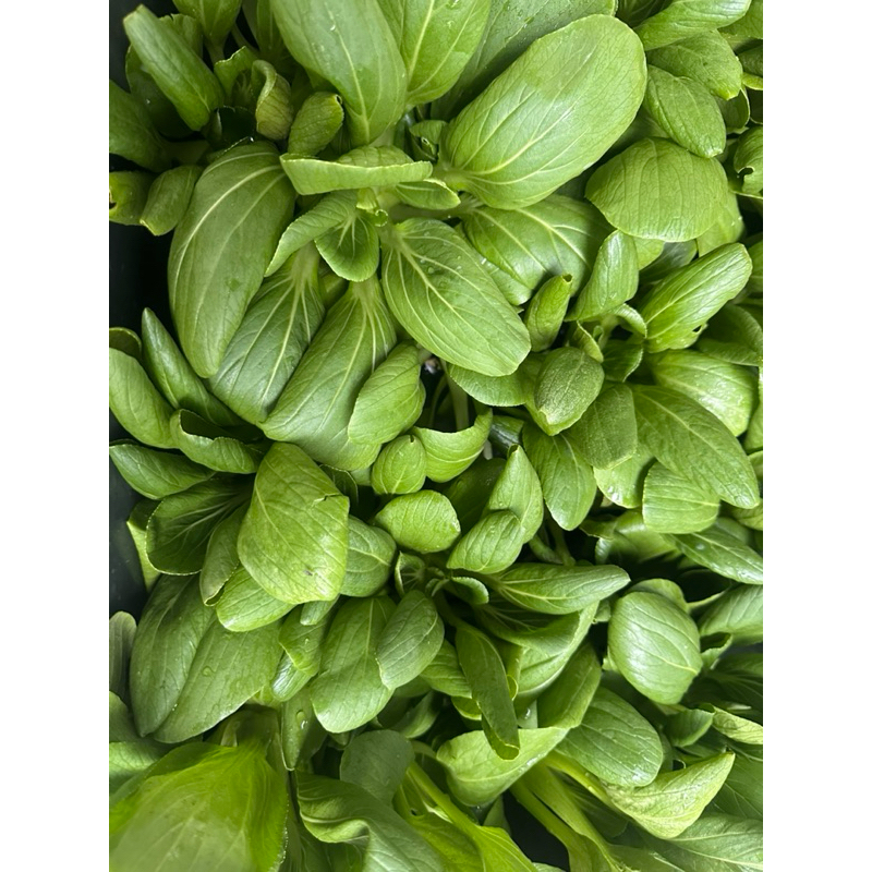 

Pakcoy/Pakchoy/Bokchoi hidroponik greenhouse produk Kebonkoe @250gr