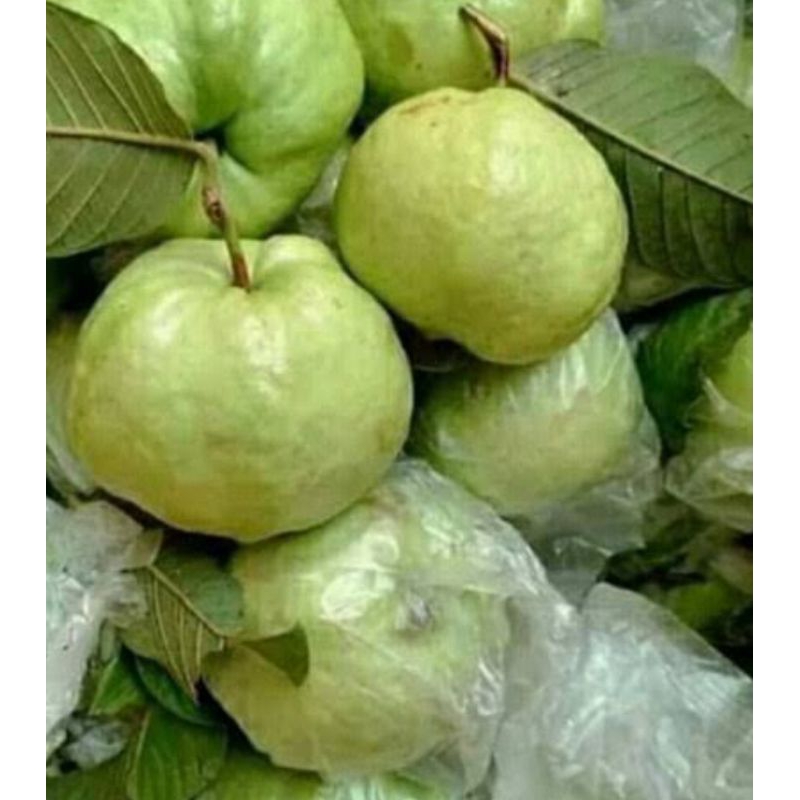 

Jambu kristal langsung kebun