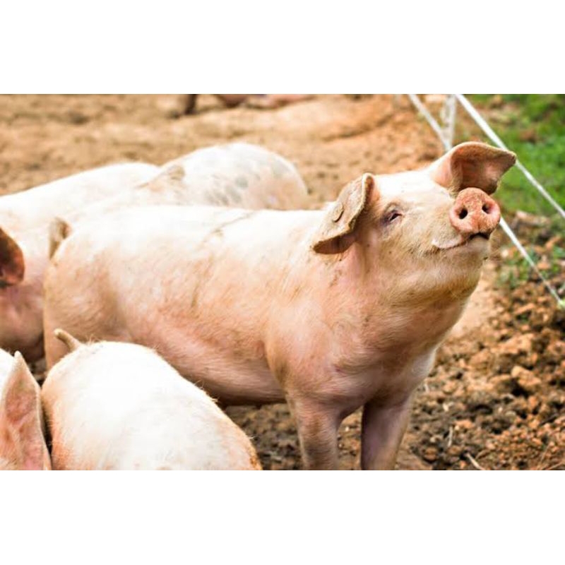 

Babi Dewasa 20Kg