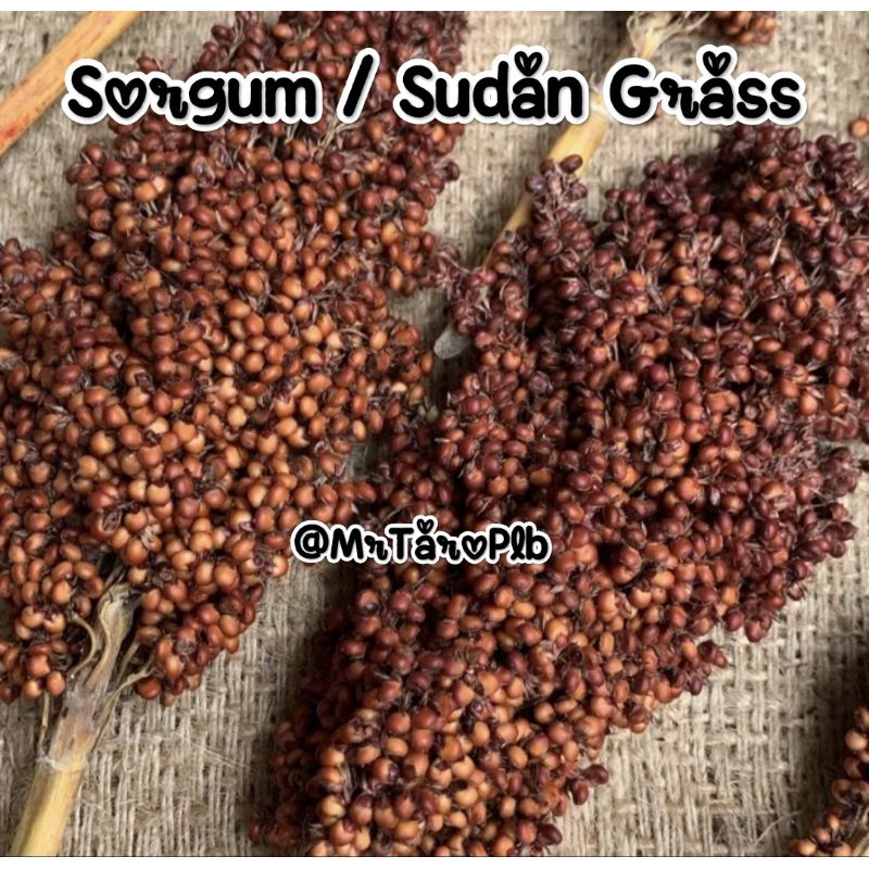 SORGUM / SUDAN GRASS SPRAYS TANGKAI 100 Gram