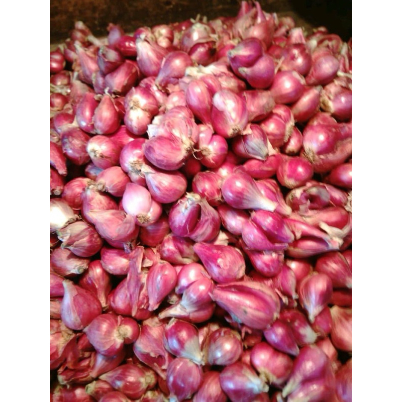 

Bawang Merah Brebes Sedang Besar 1kg