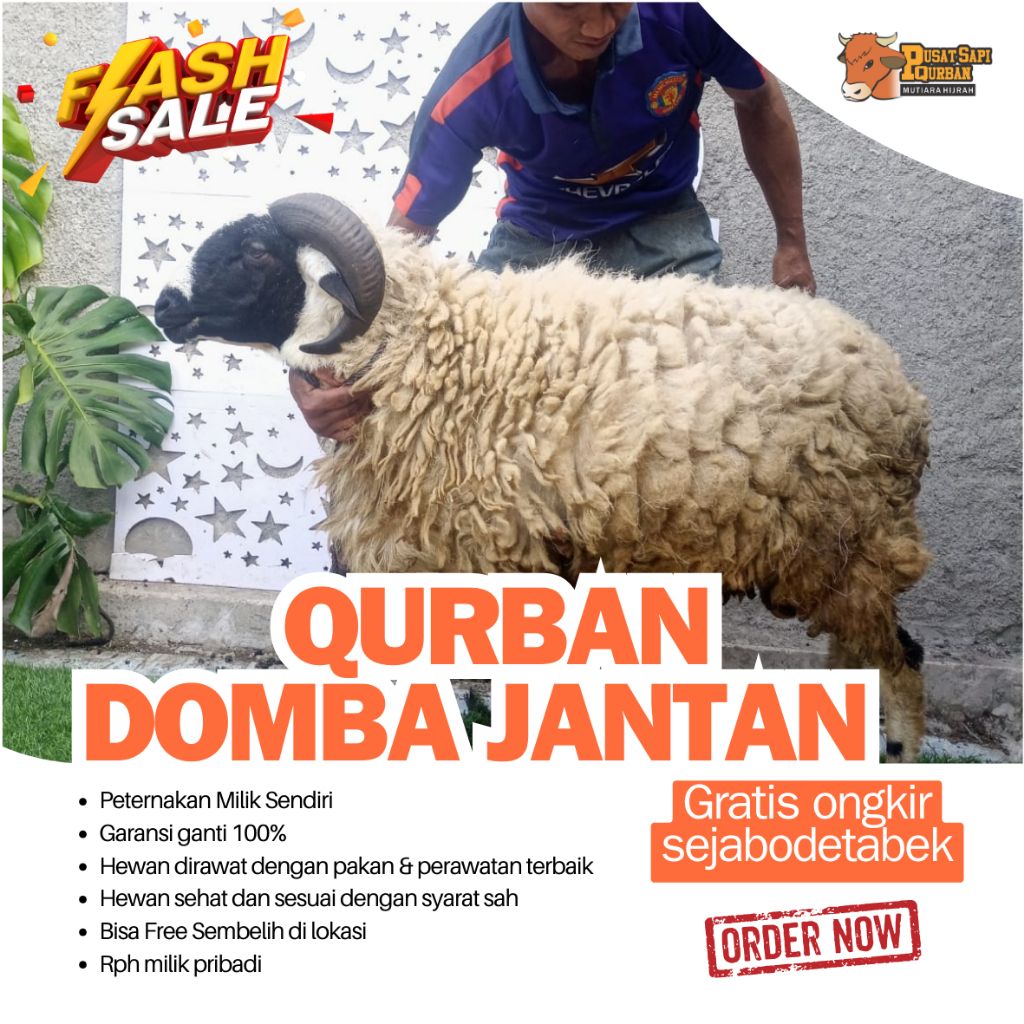 

Domba Jantan Qurban - Mutiara Hijrah Farm
