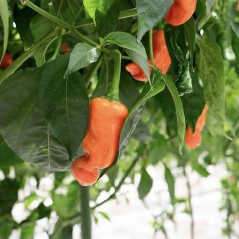 [ Paket Isi 10 Seed ] Benih - Biji - Bibit Cabe Hias Cabe Unik Cabe Nyentrik Cabai Orange Peter Pepp