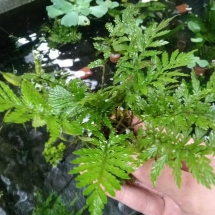 pakis darat tanaman Aquascape / paludarium