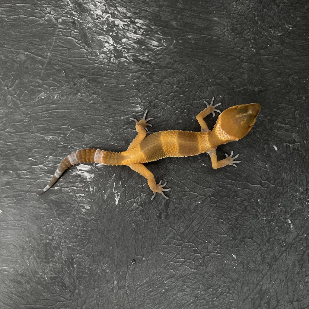 SHTCTB GOSONG FB150 BETINA Mainan Anak Lucu Jinak Gecko Geko Leopard Gecko