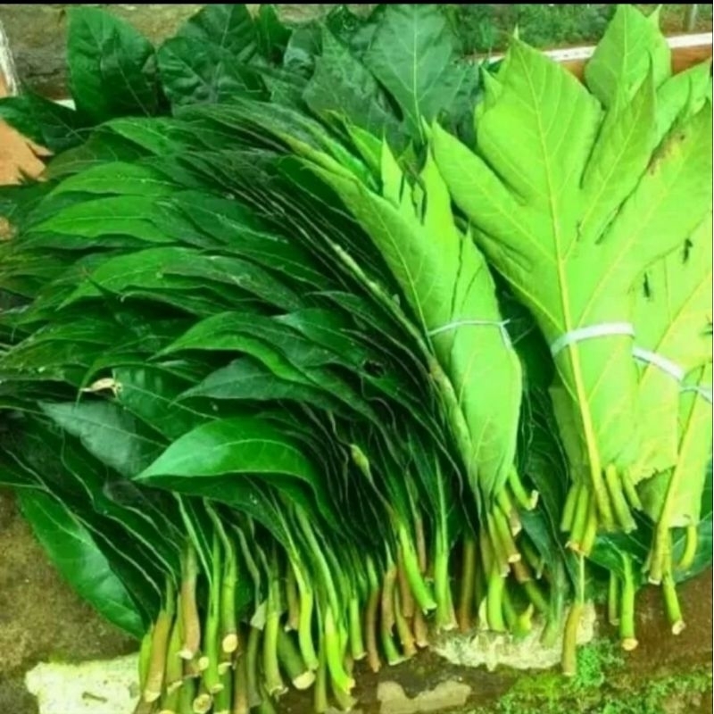 

daun sukun segar 1 kg langsung petik