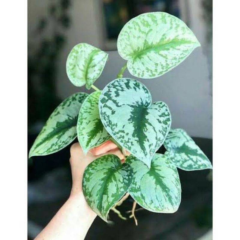 Scindapsus silver - tanaman hias scindapsus silver